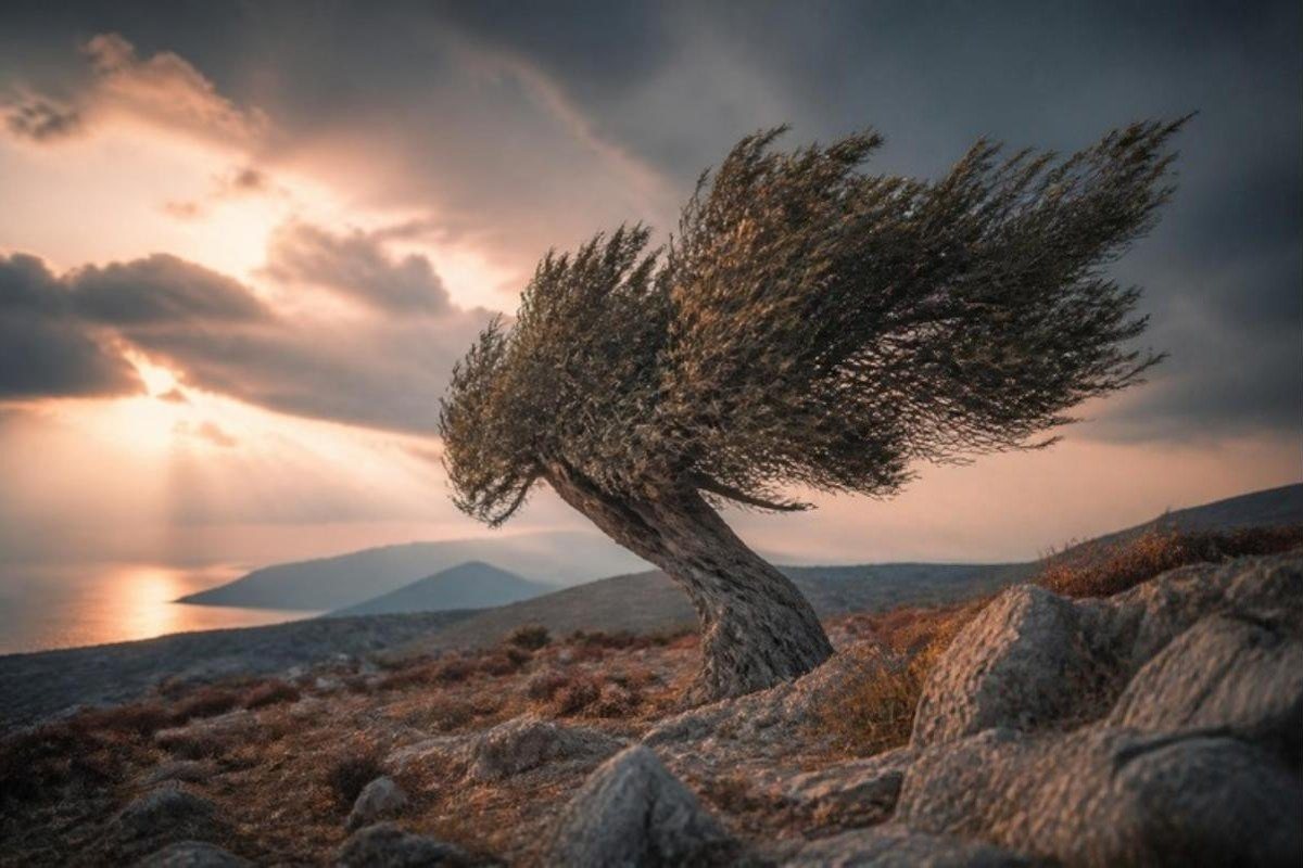 Μια ελιά λυγισμένη από τον άνεμο σε μια βραχώδη πλαγιά, κάτω από συννεφιασμένο ουρανό πάνω από τη θάλασσα.